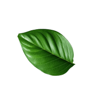 Decorative leaf